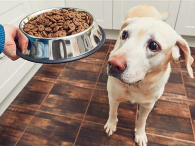 Dog Food: know which one is best for your pet