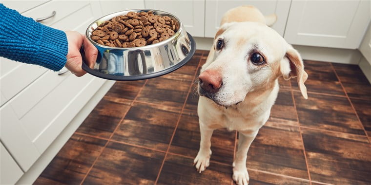 Dog Food: know which one is best for your pet